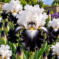 Bulbi de Iris Germanica "Tuxedo", 1 Bucata