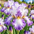 Bulbi de Iris Germanica "Arpege", 1 Bucata