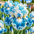 Bulbi de Iris Germanica "Sea Double", 1 Bucata