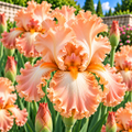 Bulbi de Iris Germanica "Beverly Sills", 1 Bucata