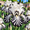 Bulbi de Iris Germanica „Edith Wolford”, 1 buc