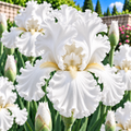 Bulbi de Iris Germanica "Bianca", Alb, 1 Bucata