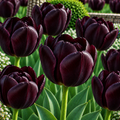 Bulbi de Lalele "Queen of Night", 5 Bucati