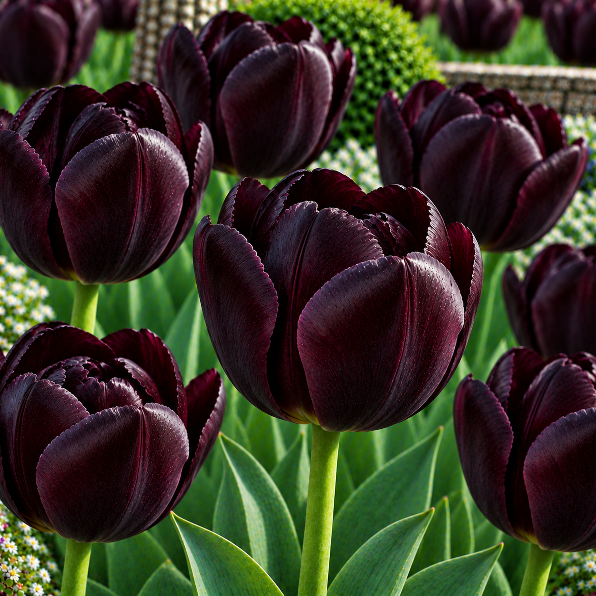 Bulbi de Lalele "Queen of Night", 5 Bucati