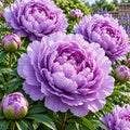 Bujor "Purple Sky"