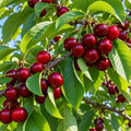 Cireș Early Red