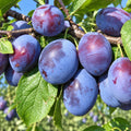 Prun "Cacanska Lepotica"