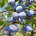 Prun Bluefree