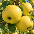 Măr "Golden Delicious"