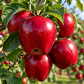 Măr "Red Delicious"