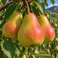 Păr Aromata de Bistrița