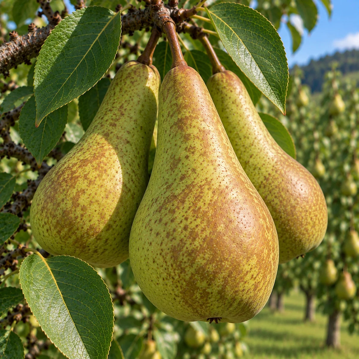 Păr Conference