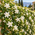 Iasomie Alba (Jasminum Officinale) la Ghiveci, 1 Bucata