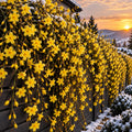 Iasomie de Iarna Jasminum Nudiflorum Galbena la Ghiveci