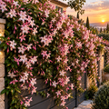 Iasomie Stelata "Jasminum Officinale", Roz, la Ghiveci