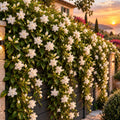 Iasomie Alba (Jasminum Sambac) la Ghiveci