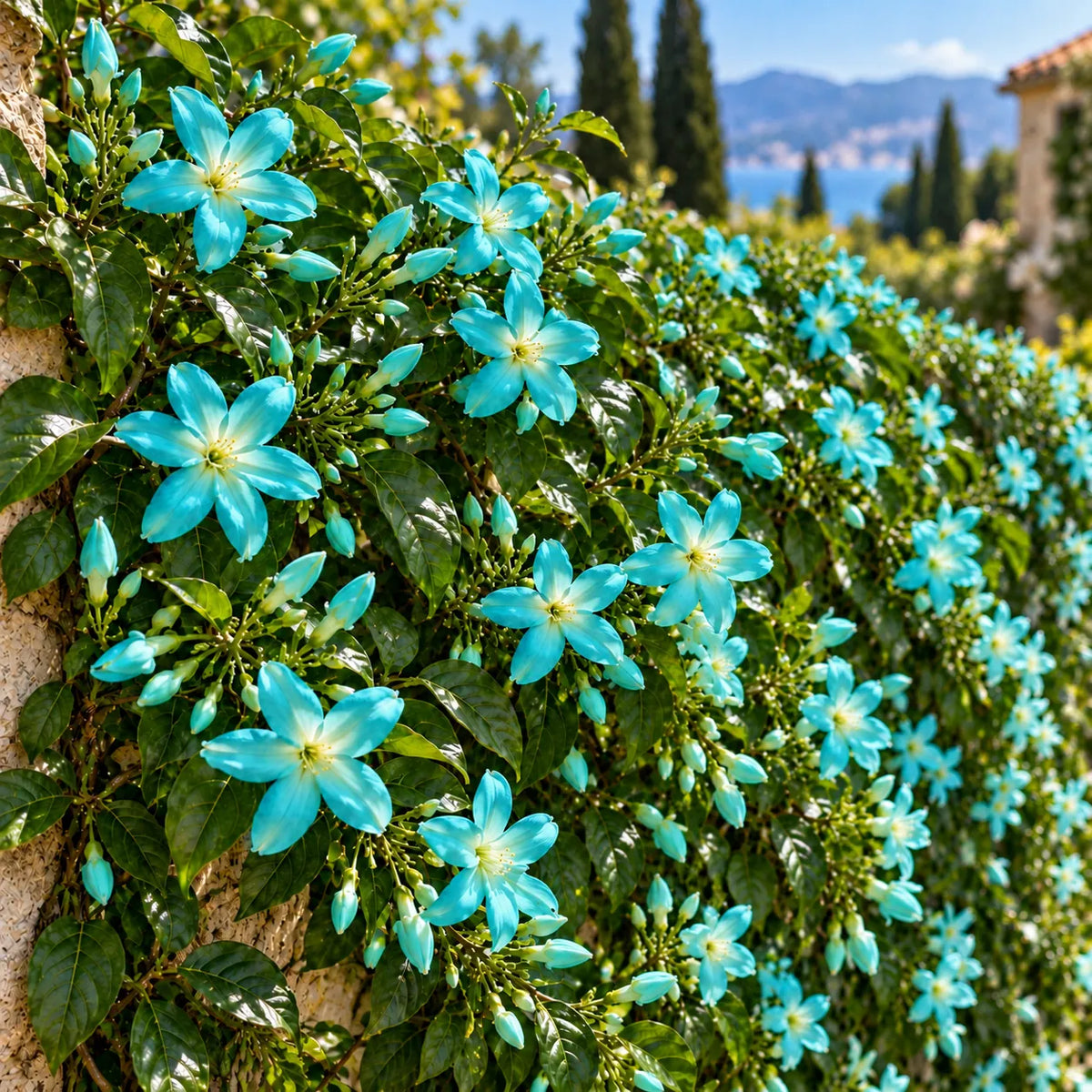 Iasomie Cățărătoare Turcoaz (Jasminum) 1 buc