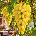 Viță de vie hibridă  la ghiveci "Palatina"