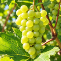 Vita de Vie de vin "Neuburger", la Ghiveci