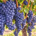 Vita de Vie de vin "Merlot", la Ghiveci