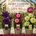 Pachet Promo Clematis 3 Bucăți