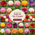 Bulbi de Ice Cream Pachet Promoțional , 50 Bucăți