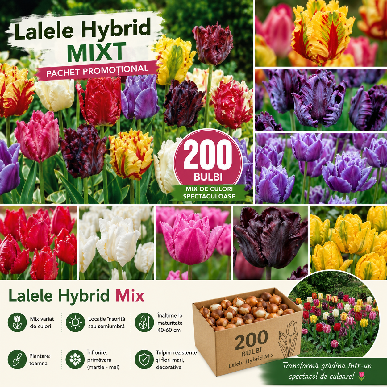 Lalele Hybrid Mix Pachet bulbi 200 buc