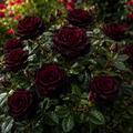 Trandafir "Black Baccara", la Ghiveci