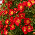 ChatGPT_Image_May_12_2026_03_28_18_PM - Pepiniera României