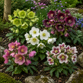 Pachet Promo 5 Helleborus Mixte