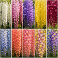 Pachet Mix 20 Glicine de Grădină