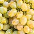 Butaș Viță de Vie de Masă "Belgrad Seedless"