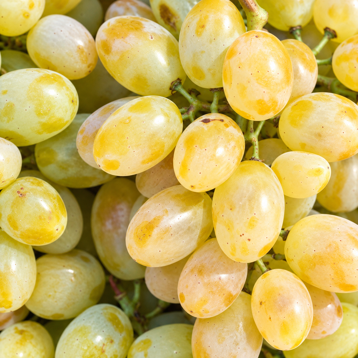 Butaș Viță de Vie de Masă "Belgrad Seedless"