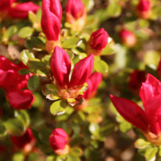 Azalea indica Christmas Cheer, la ghiveci