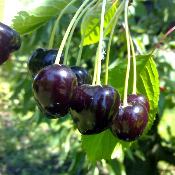 Pomi Fructiferi - Cireș Amar - Anul 3 - Pepiniera Romaniei