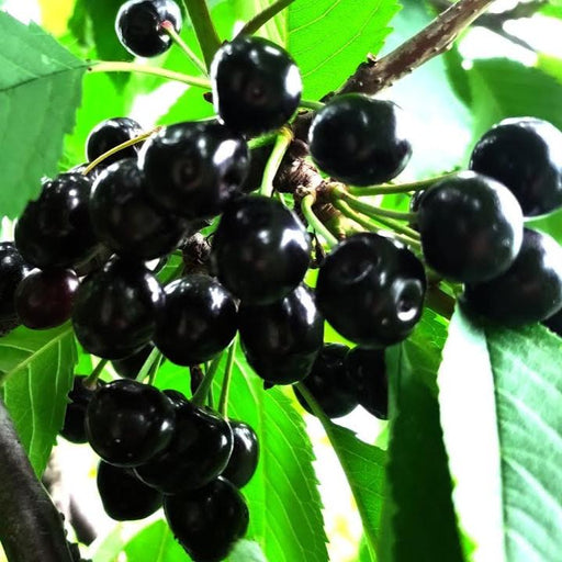 Cires "Amar", Anul 2