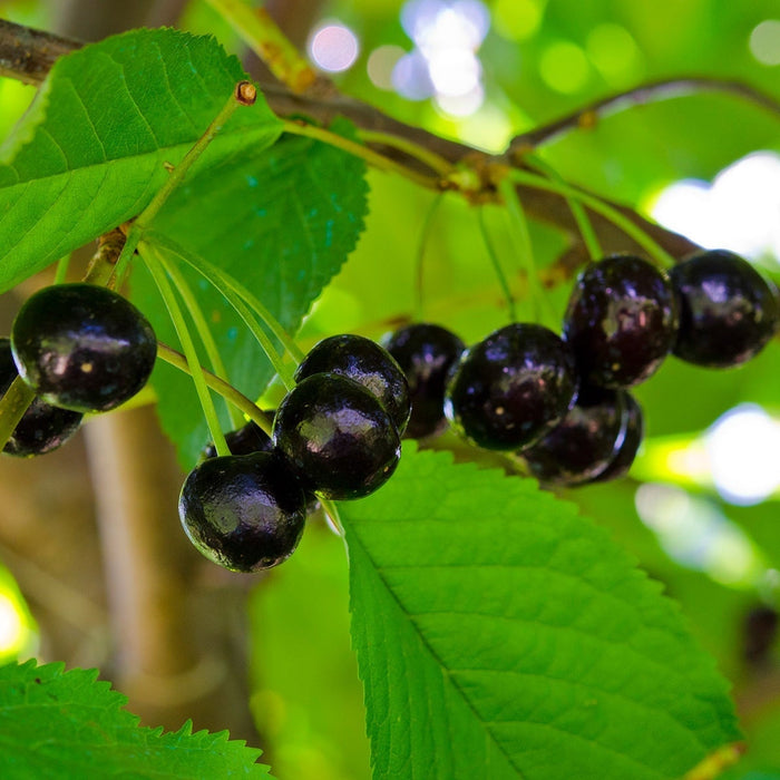 Cires "Amar", Anul 2