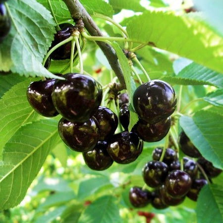 Cires "Amar", Anul 2