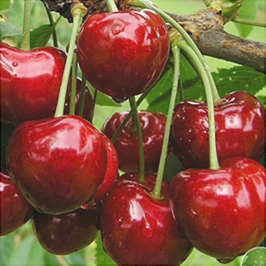 Cires "Bigarreau Burlat", Anul 2