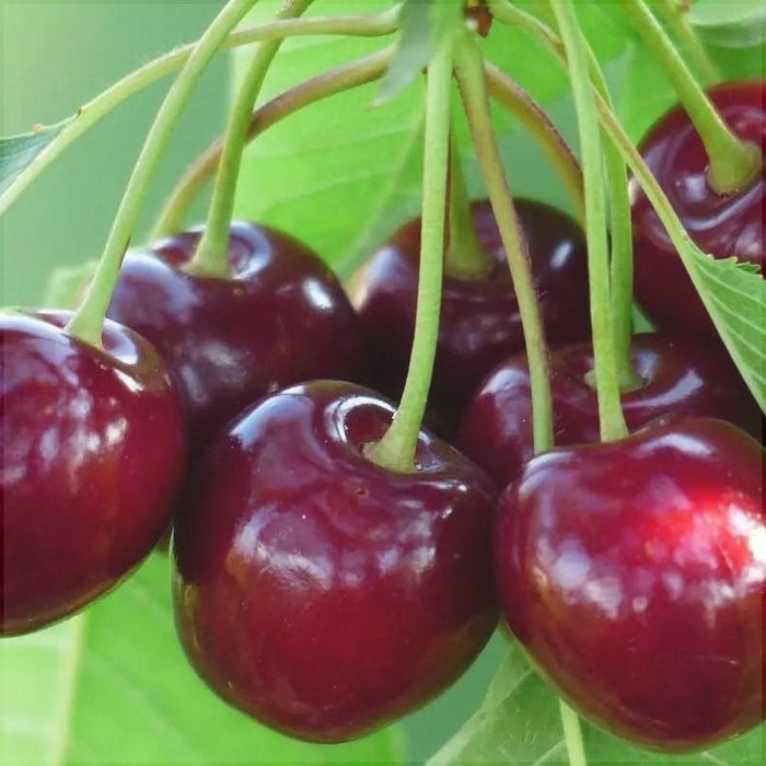 Cires "Bigarreau Burlat", Anul 2