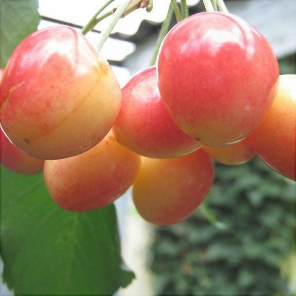 Cires "Boambe de Cotnari",  Anul 2