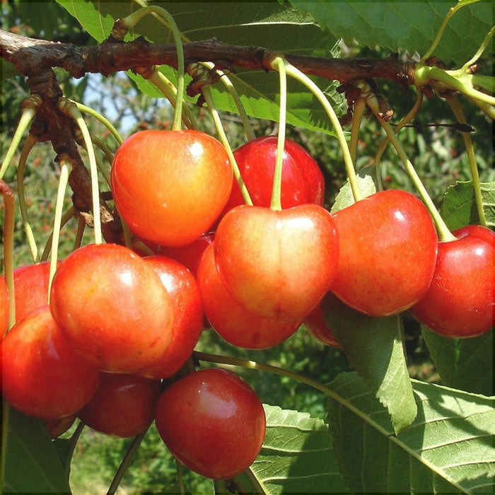 Cires "Boambe de Cotnari",  Anul 2