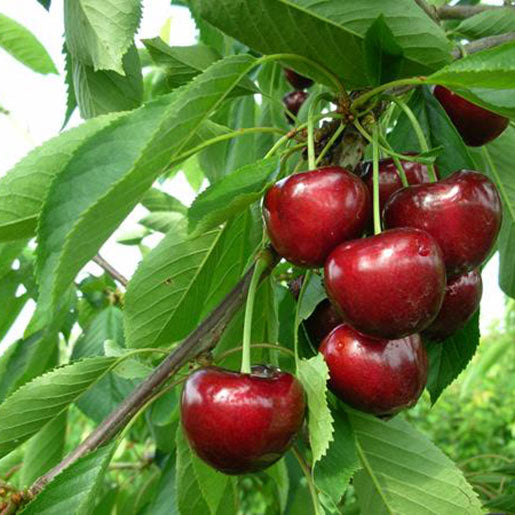 Pomi Fructiferi - Cires Carmen - Anul 3 - Pepiniera Romaniei