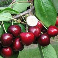 Cires "Carmen",  Anul 2