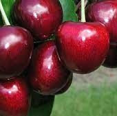 Pomi Fructiferi - Cires Carmen - Anul 3 - Pepiniera Romaniei