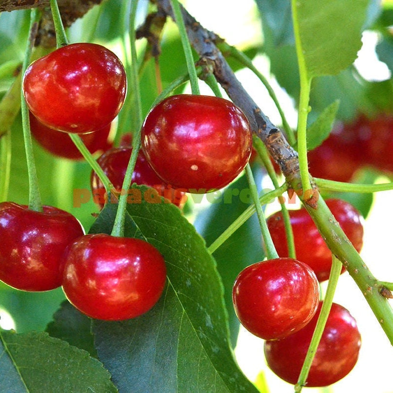 Cireș Columnar, Anul 2, 1 Bucată