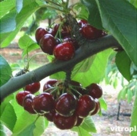 Cires "Early Lory", Anul 2