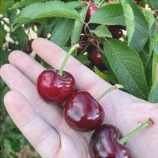 Pomi Fructiferi - Cires Early Lory - Anul 3 - Pepiniera Romaniei