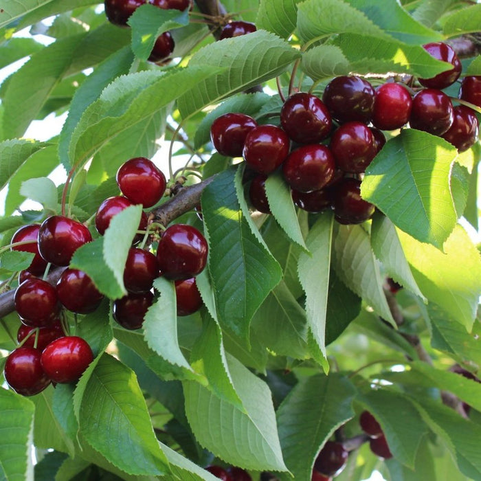 Cires "Early Red", Anul 2