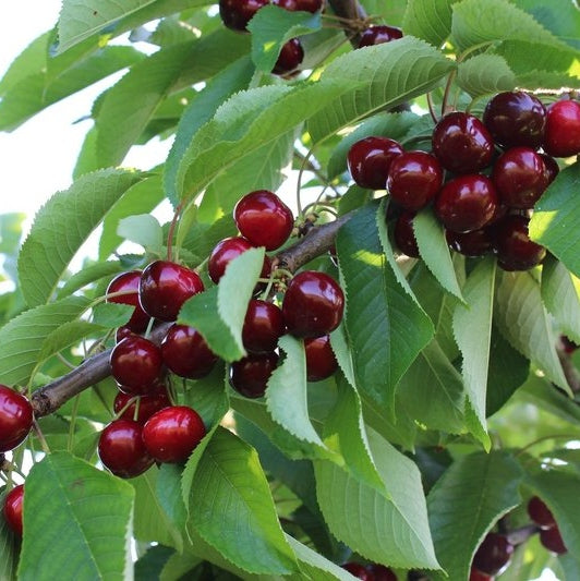 Cires "Early Red", Anul 2